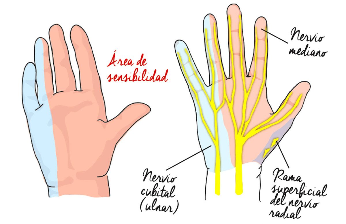 El fastidioso y recurrente problema del adormecimiento de manos detalle 1