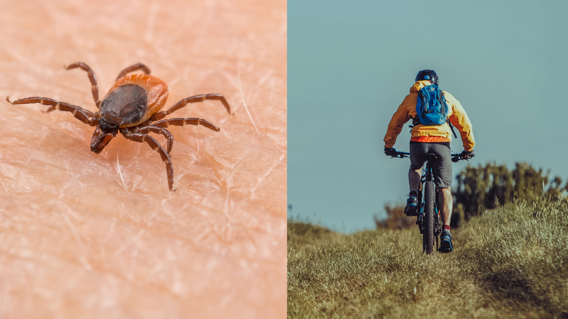 Garrapatas y mountain bike. Ojo, es la temporada alta