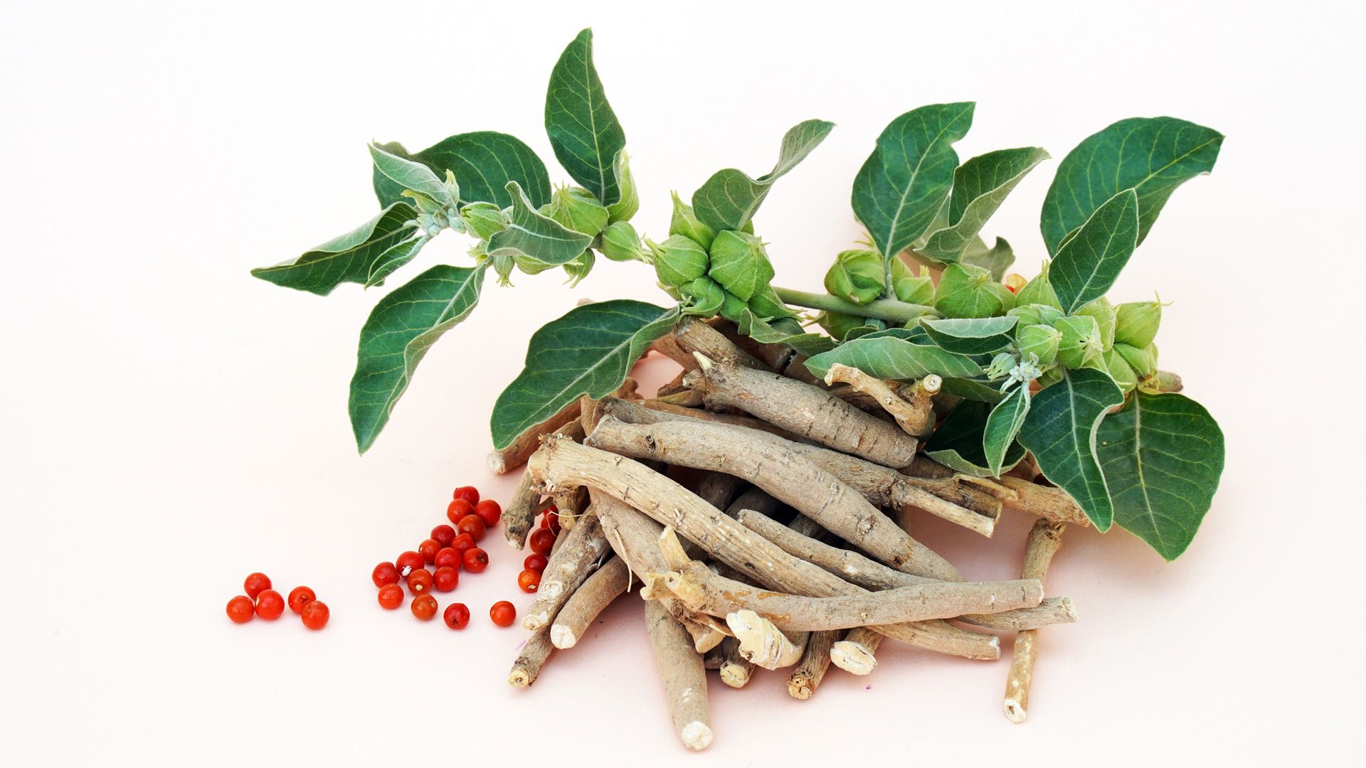 Ashwagandha, también conocida como Withania Somnifera. (Foto: iStock) Ashwagandha, también conocida como Withania Somnifera. (Foto: iStock)