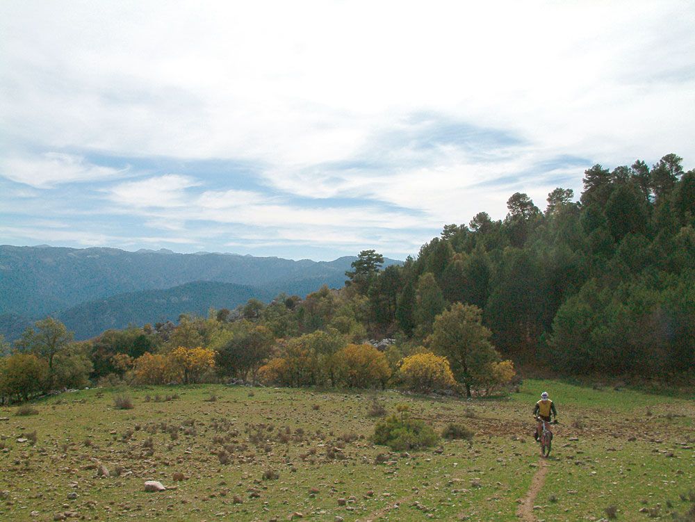 Los pinares de Cazorla