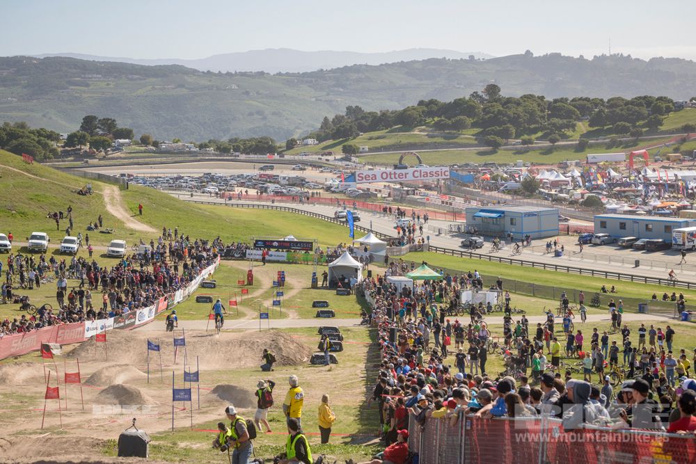 Sea Otter 2014