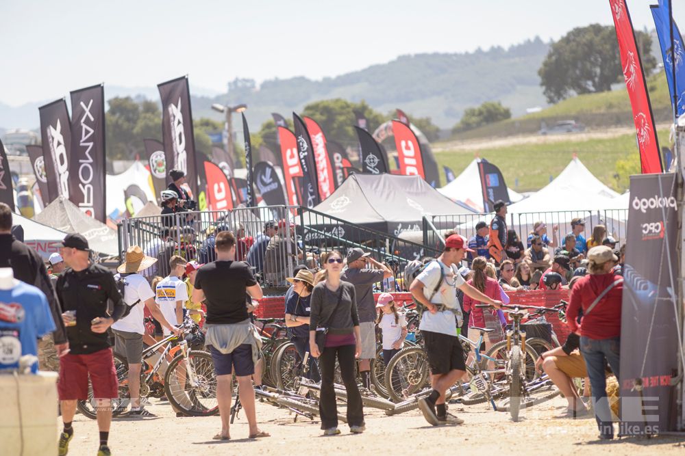 Sea Otter 2014