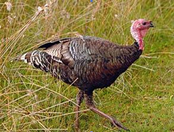 LLEGA LA CARRERA DEL PAVO