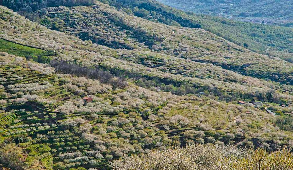 Ruta "Cerezo en Flor" (Valle del Jerte)