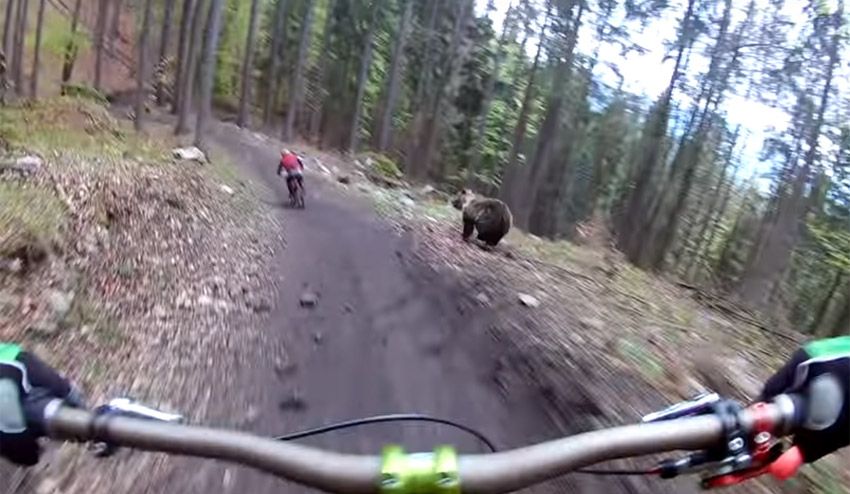 Vídeos de encuentros de ciclista y oso
