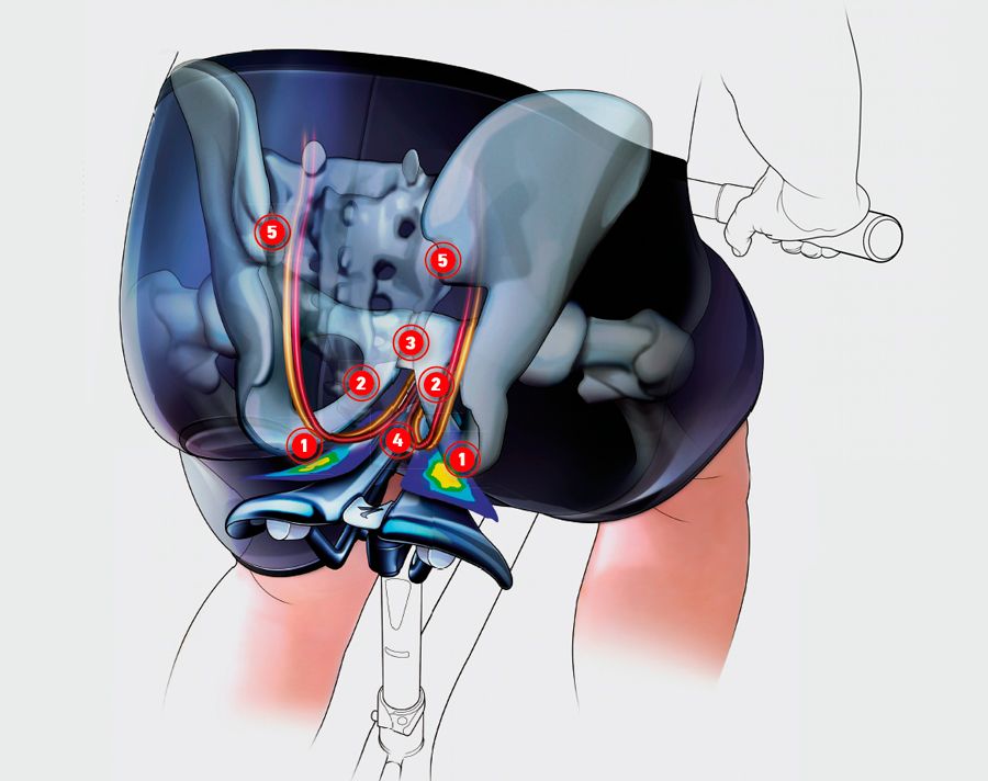 Lección breve de anatomía sillines Lección breve de anatomía sillines