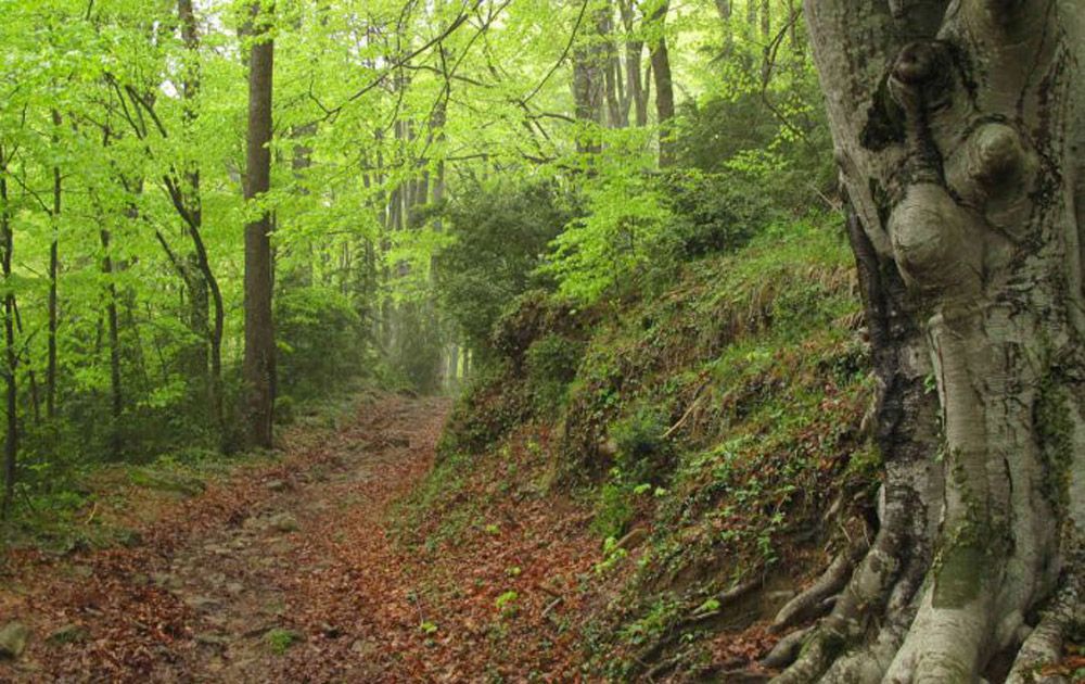 bany de bosc collscabra 700x441 bany de bosc collscabra 700x441