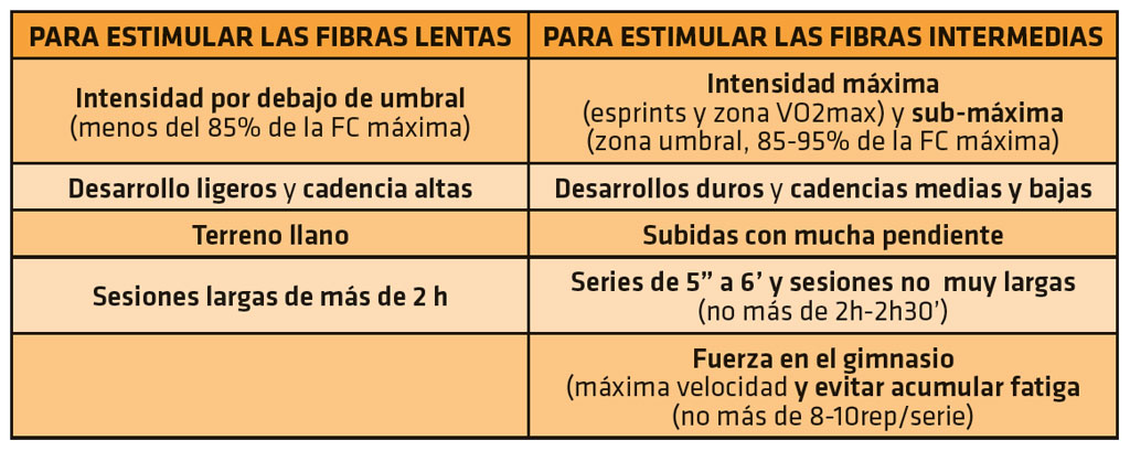 Las fibras musculares y el Mountain Bike