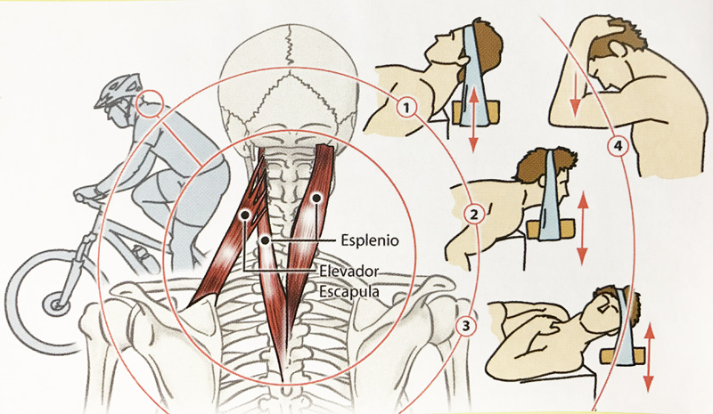 ¿Molestias cervicales? entrena tu cuello con 3 ejercicios